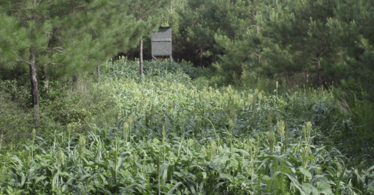 Featured Image for Why You Shouldn’t Plant Every Clearing